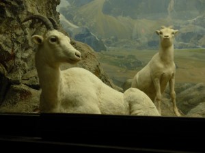 previous horn rockers